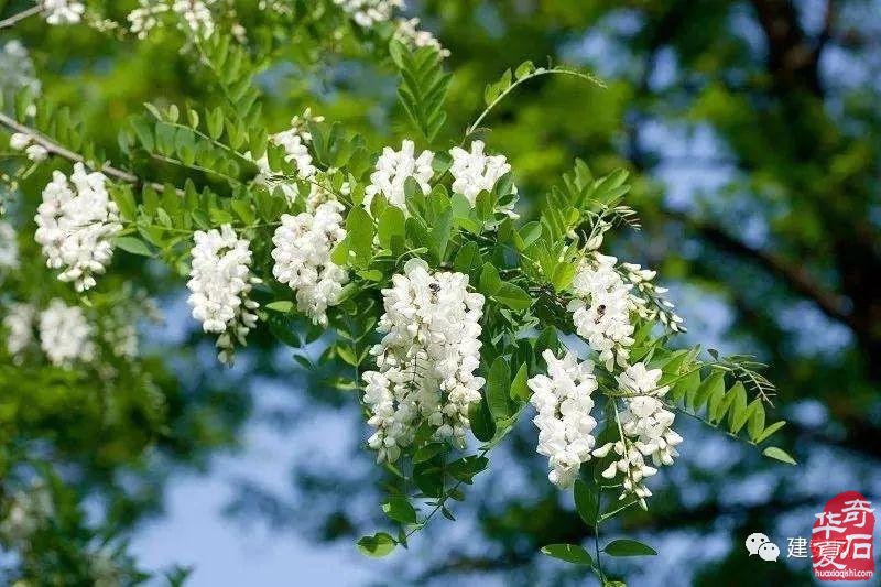 建安风‖ 黄河滩上我的家 图