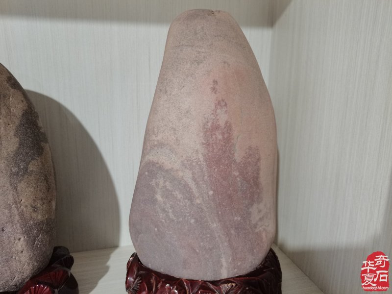 洛阳奇石城中的新兵不老松胡长万（图）