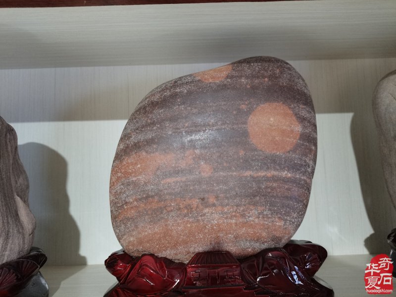 洛阳奇石城中的新兵不老松胡长万（图）