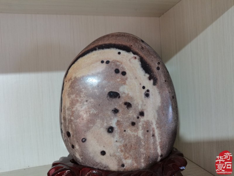 洛阳奇石城中的新兵不老松胡长万（图）