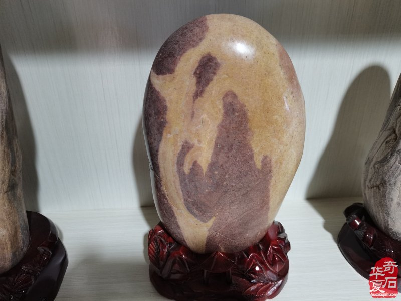 洛阳奇石城中的新兵不老松胡长万（图）