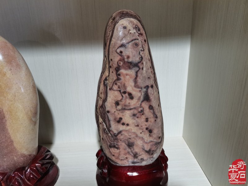 洛阳奇石城中的新兵不老松胡长万（图）