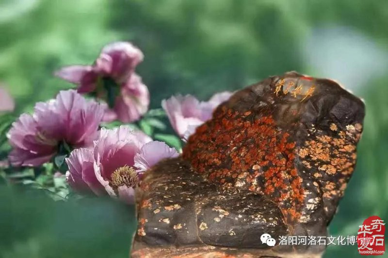喜讯连连看！洛阳这个地方频频登上学习强国！