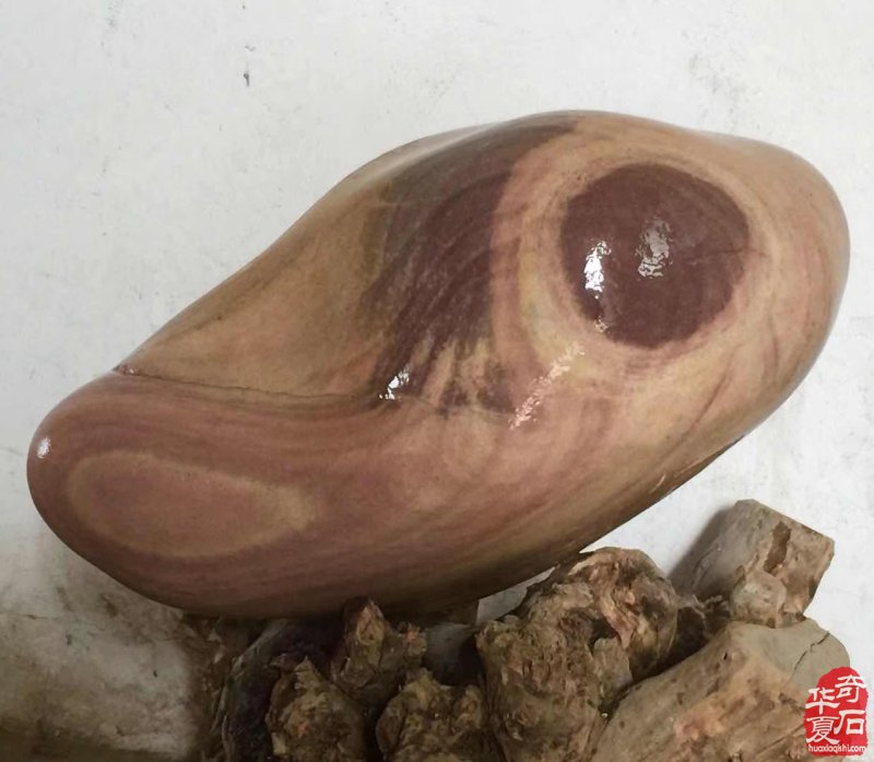 欣赏古朴厚重的黄河石绚丽多姿的荷花石 图