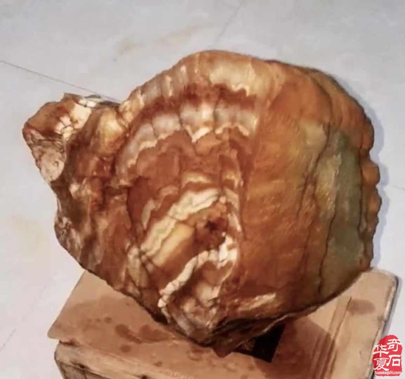 欣赏古朴厚重的黄河石绚丽多姿的荷花石 图