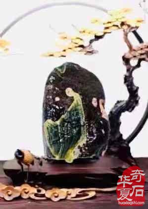 欣赏古朴厚重的黄河石绚丽多姿的荷花石 图