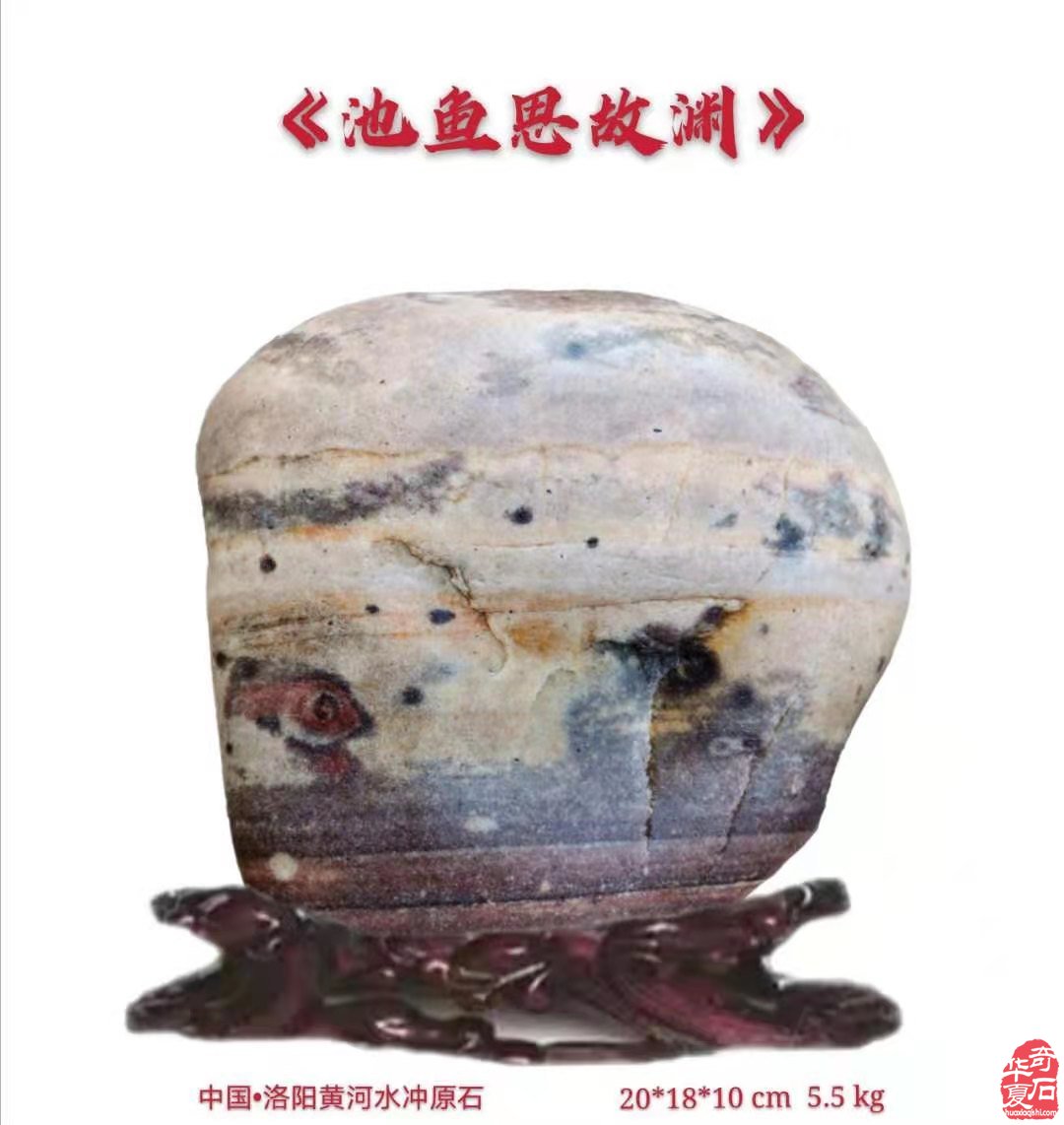 我被美石鱼儿的色彩与神韵所震撼
