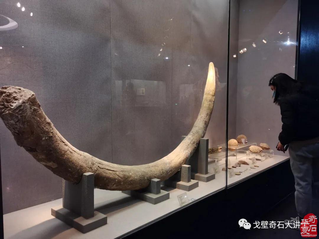 春节后,第一大展在洛阳城!——黄河流域九省区赏石文化博览会暨中国(洛阳)第三十届国际赏石文化艺术展交易会