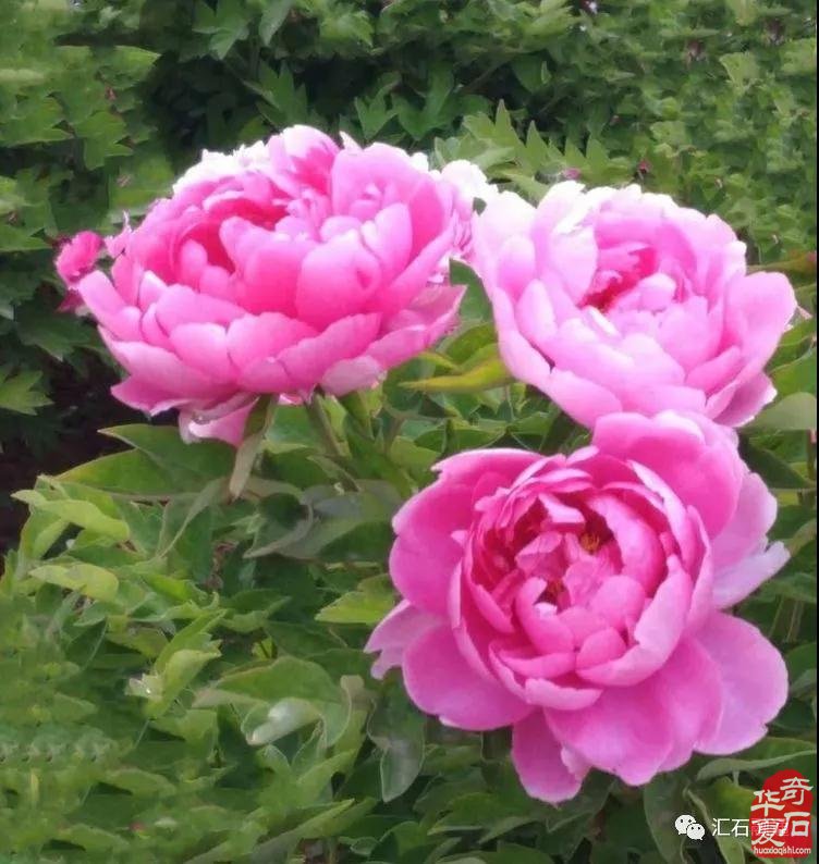 王祥:牡丹花城荷花石 组图