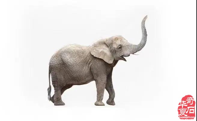 石博会原创|一路“象”北 大大大大象来石博会啦！！