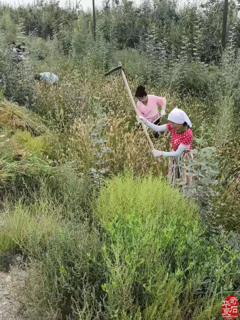 弘扬赏石文化 奉献善举爱心 巴州观赏石协会劳动欢度赏石日