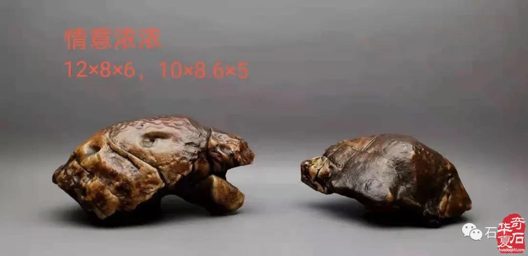 中国赏石艺术双十展盛大开幕(图)