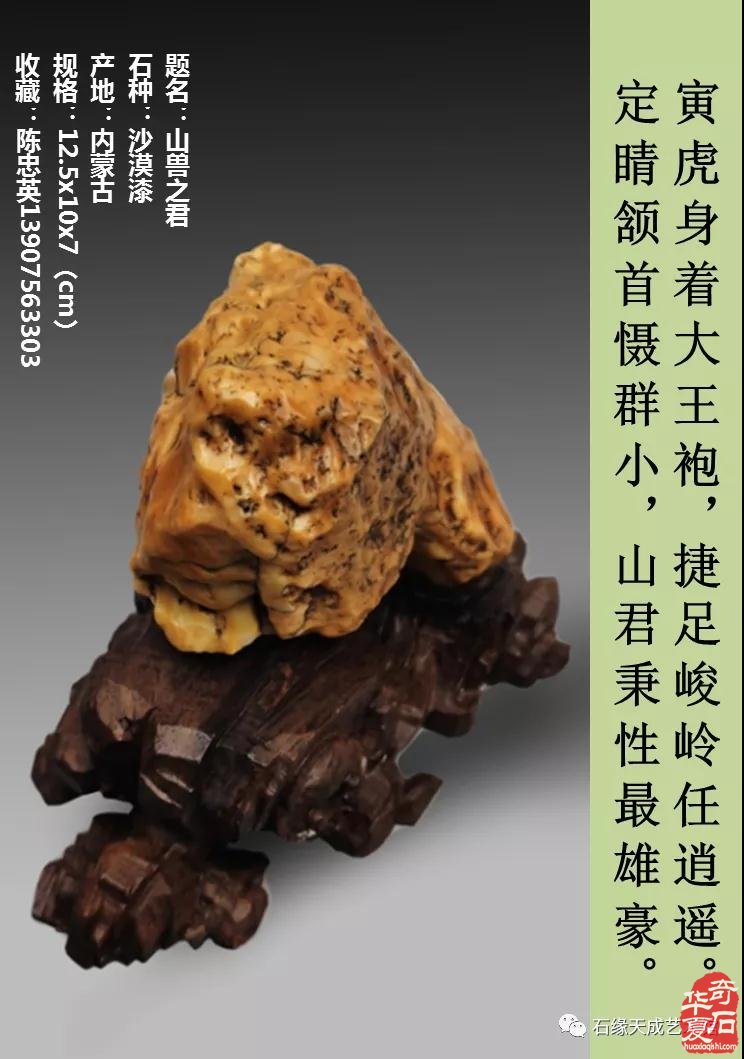 赏石迎春•寅虎贺岁 （组图）