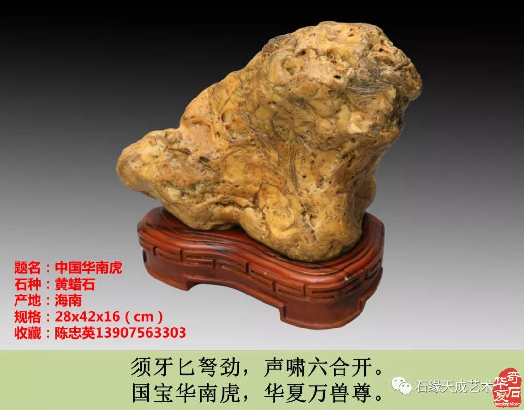 赏石迎春•寅虎贺岁 （组图）