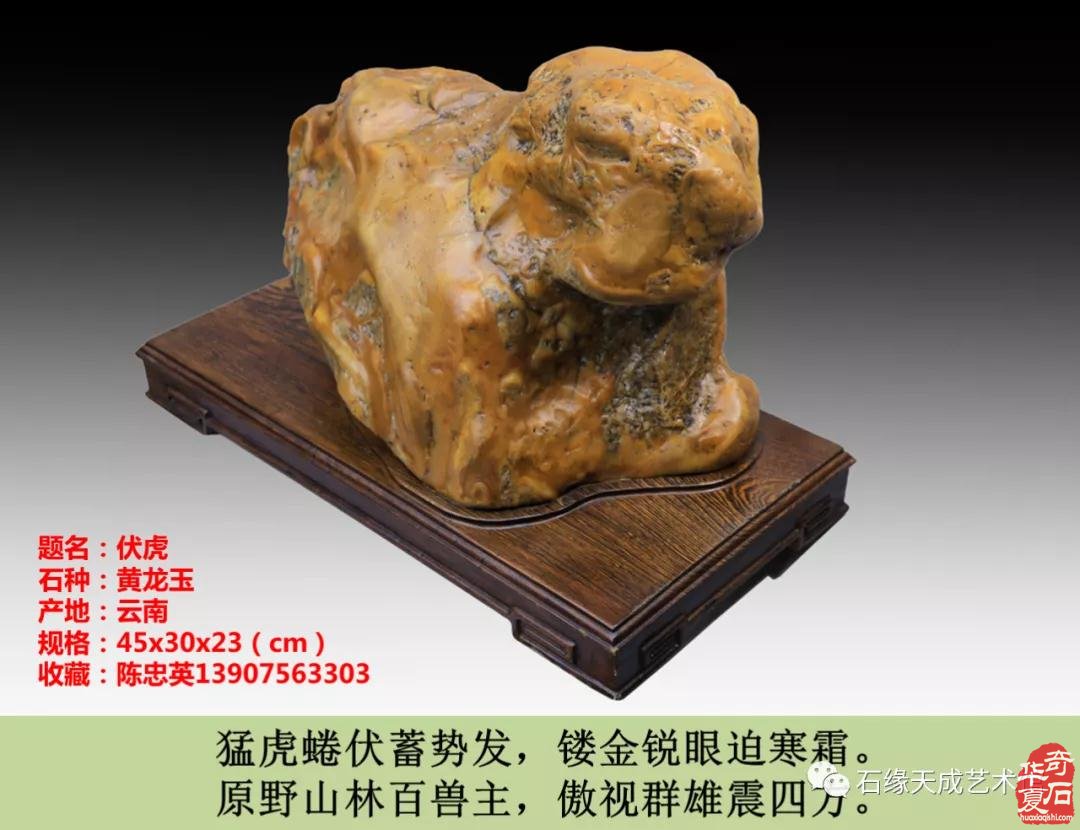 赏石迎春•寅虎贺岁 （组图）