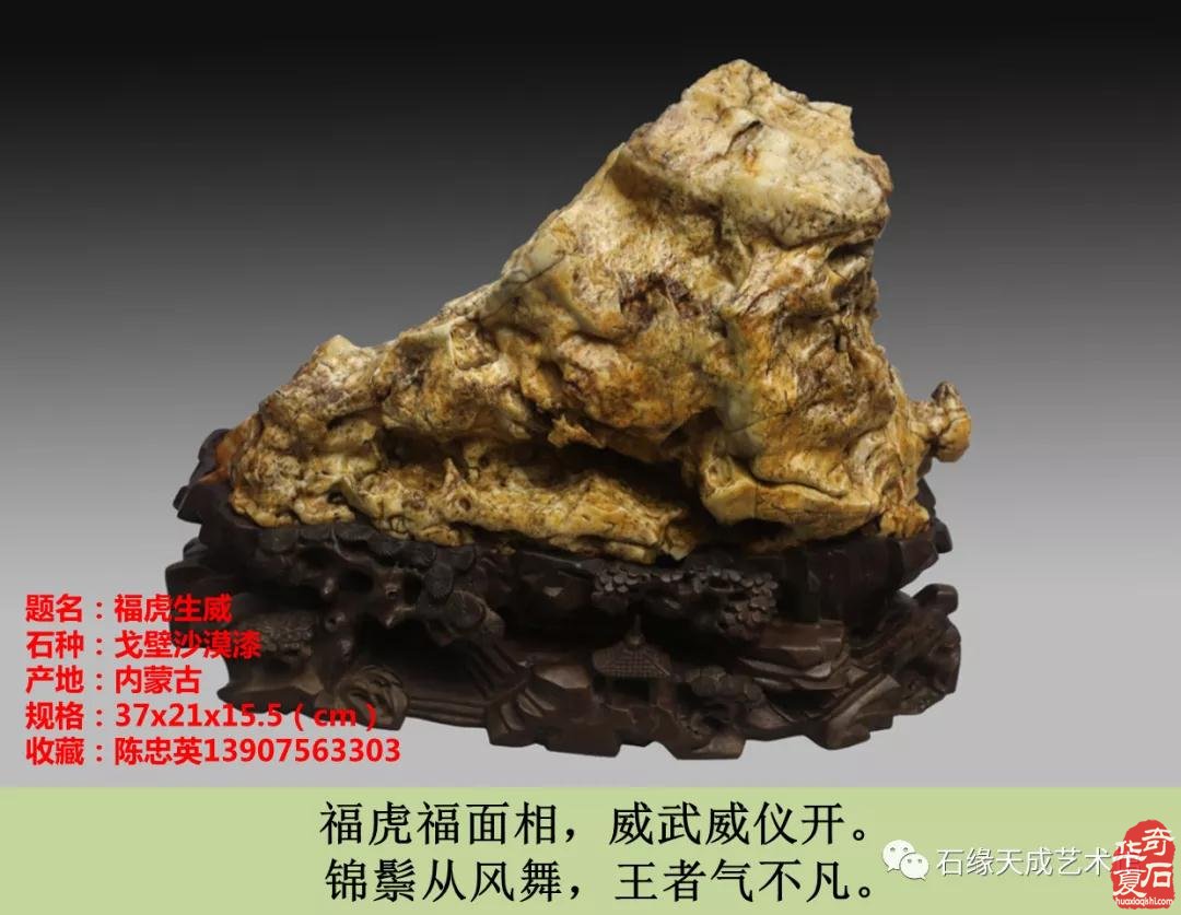 赏石迎春•寅虎贺岁 （组图）