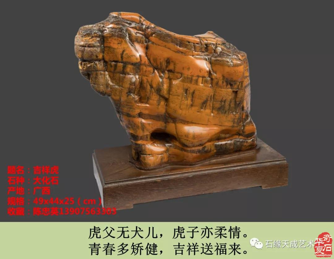 赏石迎春•寅虎贺岁 （组图）
