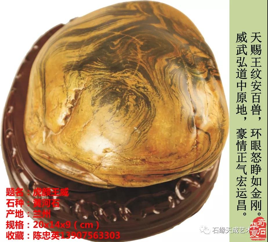 赏石迎春•寅虎贺岁 （组图）