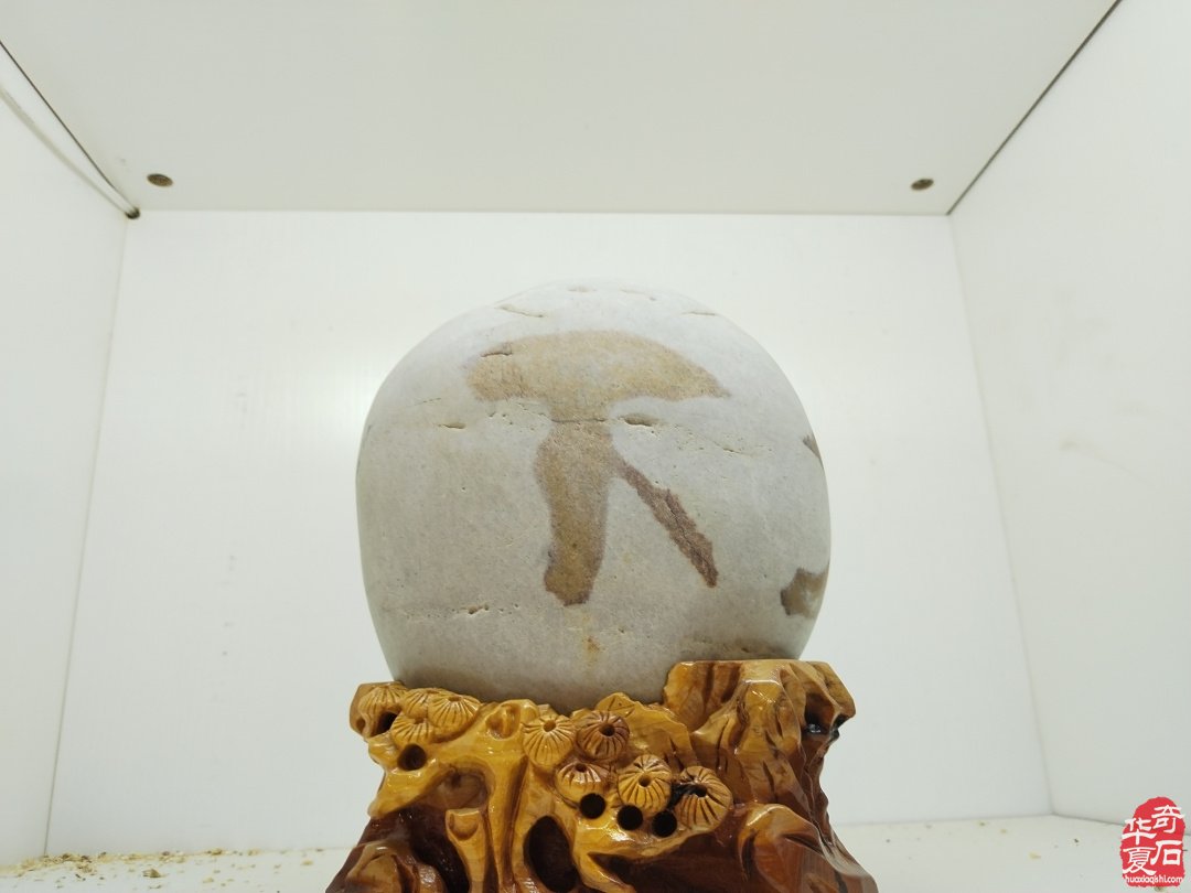 黄河滩上一颗耀眼的赏石明珠 图