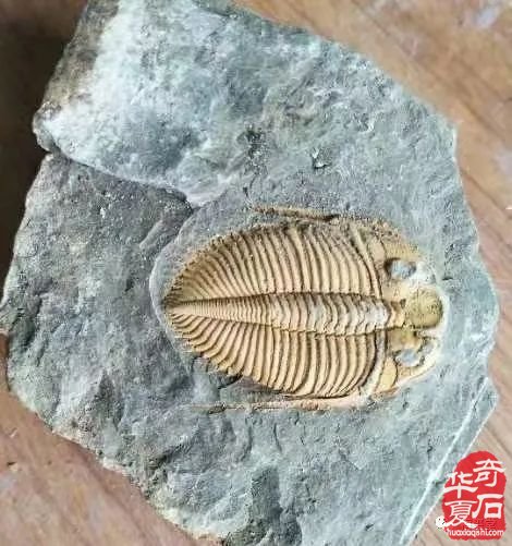 梅玺堂//全国奇石免费展示图（第101期）