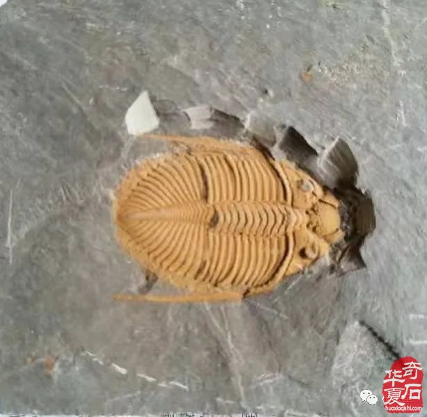 梅玺堂//全国奇石免费展示图（第101期）