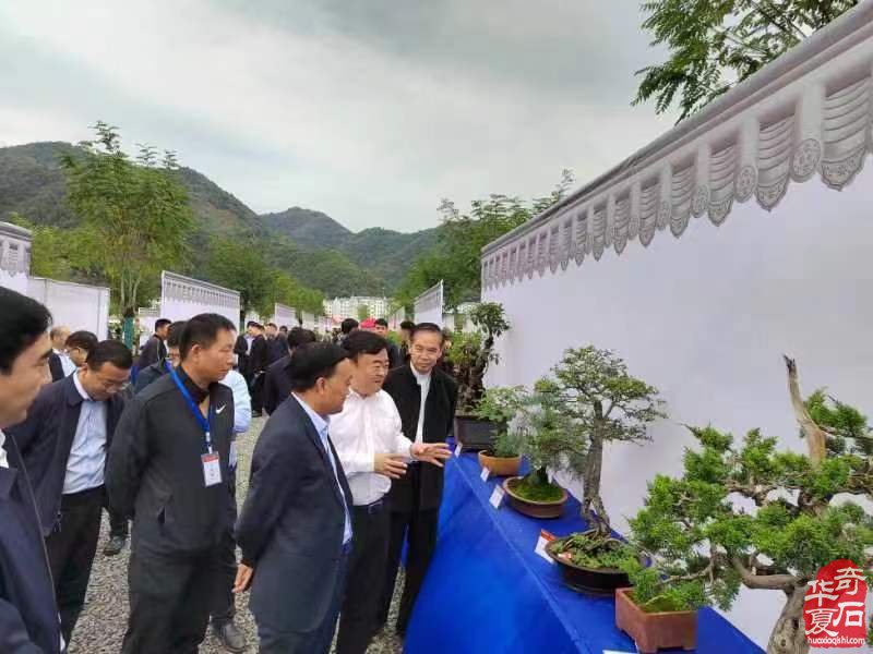 嵩县第八届盆景展暨旧县镇伏牛山奇石兰花艺术节盛大开幕