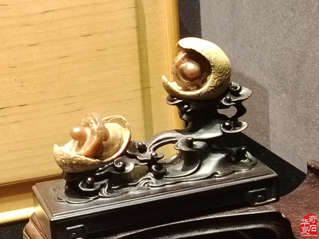 海上风范:徐文强赏石心路回顾展 图