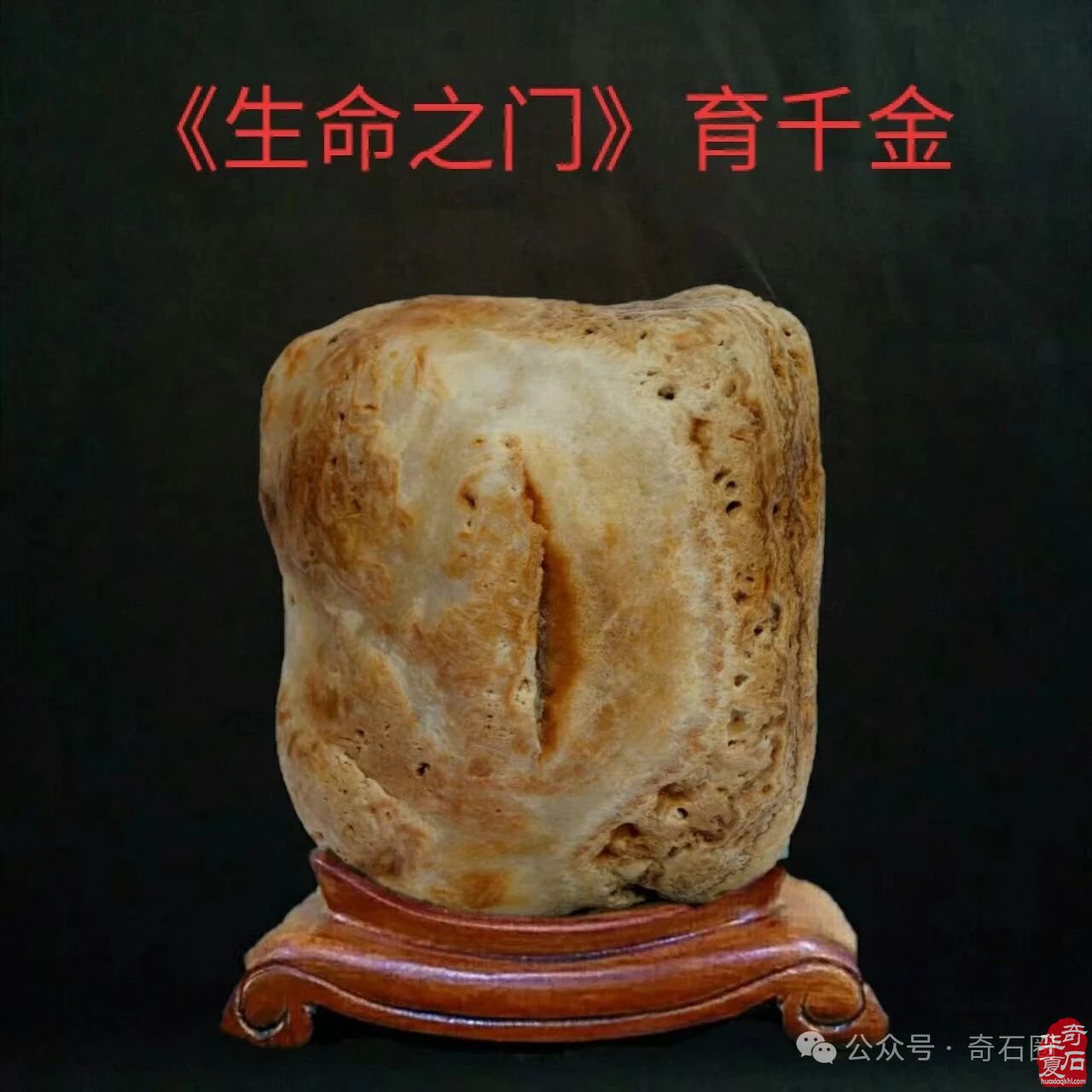 醉石翁赏石———《生命之歌》