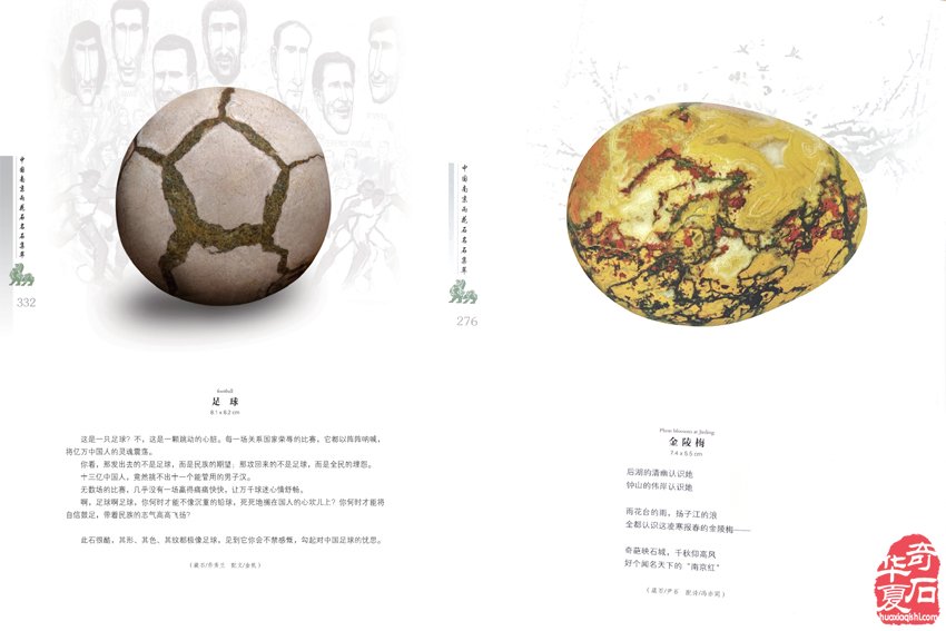靓丽名片耀金陵，石花绽放永留芳