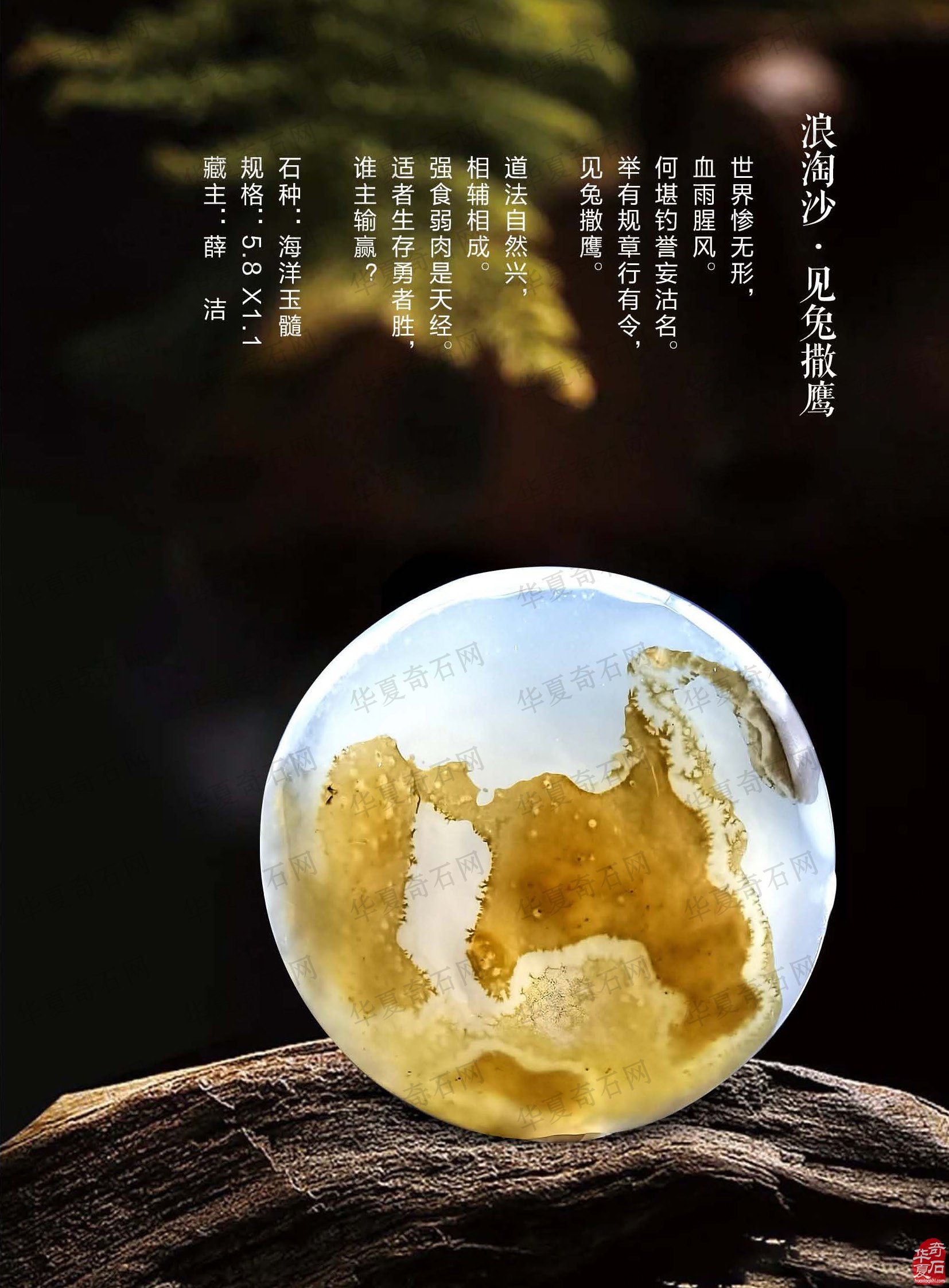 热点追踪报道时事要闻尽现《于公赏石》
