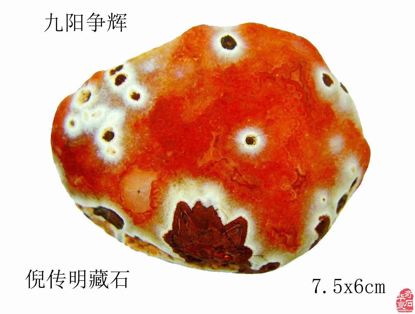 庆祝南京雨花石协会成立四十周年