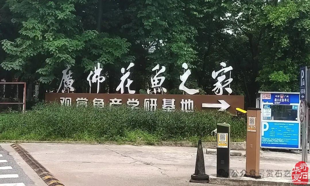 广州·广佛赏石文化博览会·奇石竞拍作品征集（11月9日隆重开幕！）