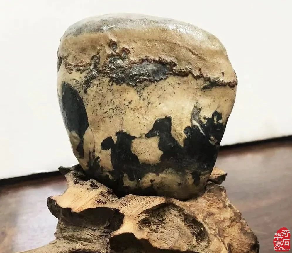广州·广佛赏石博览会明天开展——附：“羊城杯”参展作品选欣赏