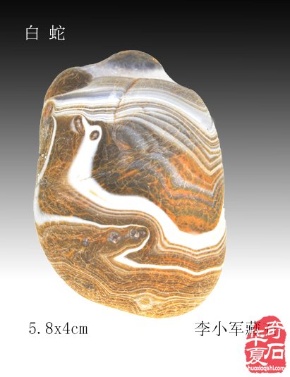十二生肖石中现，栩栩如生让人羡 