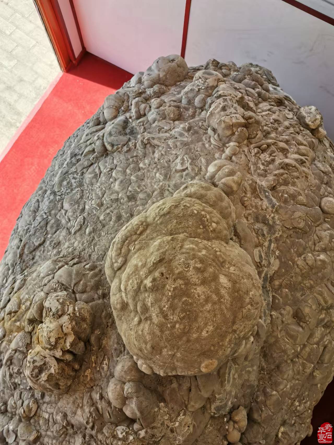 天佑中华奇石上古神兽貔貅现世