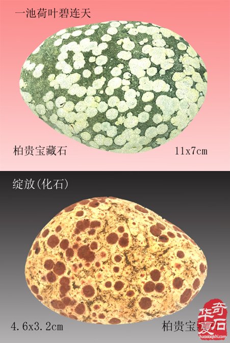 精诚所至 美石开花