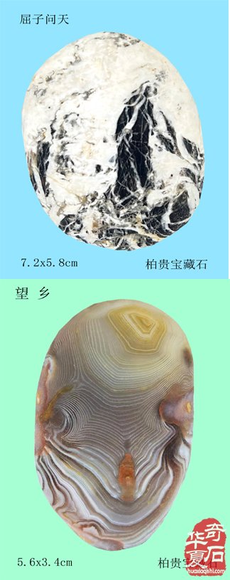 石中人物展风采，闪亮登场祝新年