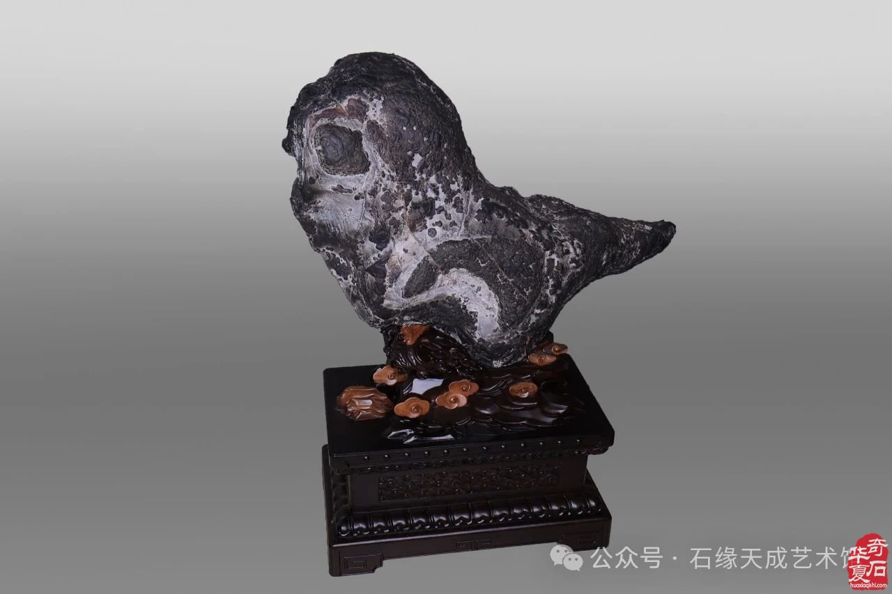 奇石贺元旦，瑞蛇送福来