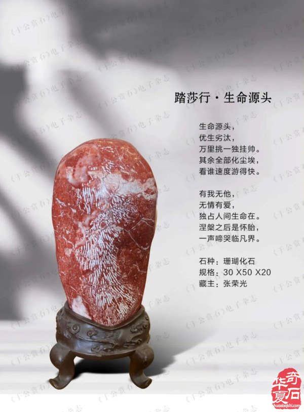 “石界一团火”张荣光：从偶然触石到甘肃赏石传奇人物