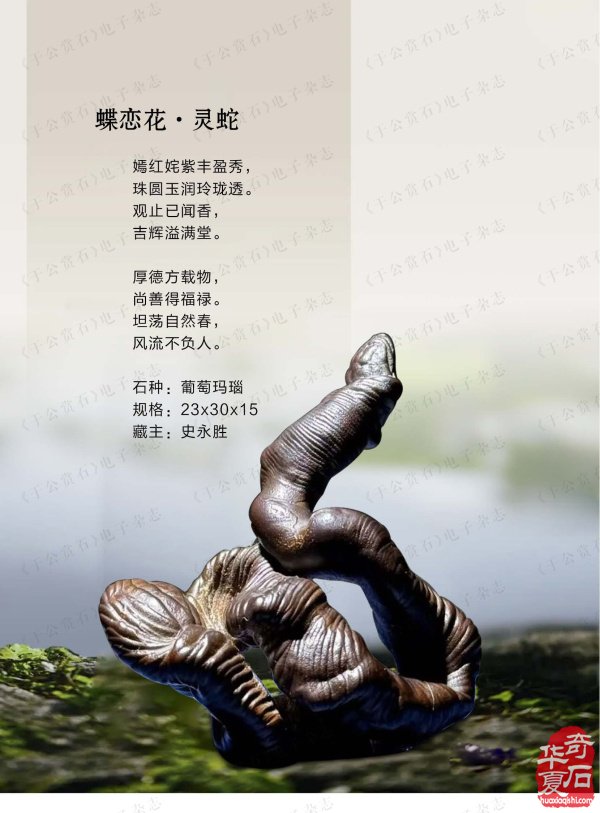 上《于公赏石》看女子会长朱流勄奇石作品