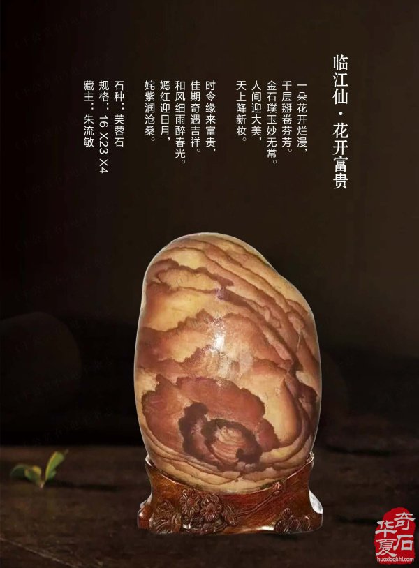 上《于公赏石》看女子会长朱流勄奇石作品