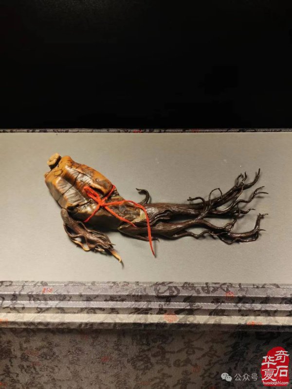 赏石盛宴来袭！东阳石展明日开幕，镜头带你抢先探展！