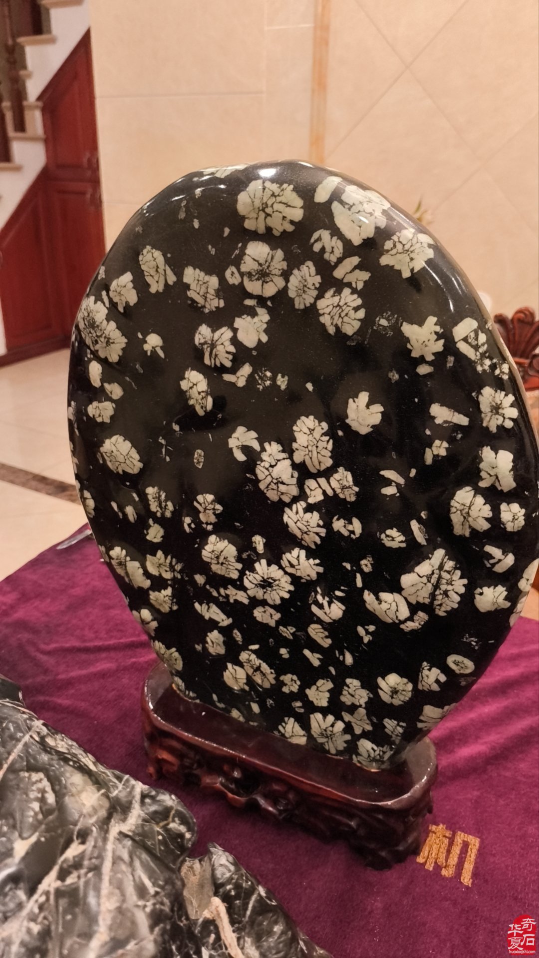洛阳牡丹节的赏花之旅——爱上赏石