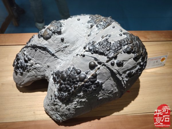 2025中国（蚌埠）第四届赏石玉器文化博览会暨【禹王杯】精品展开幕