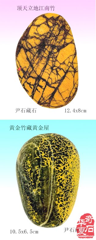 藏石精彩蕴灵性画竹生风四海闻— 记“江南一竹”尹石先生