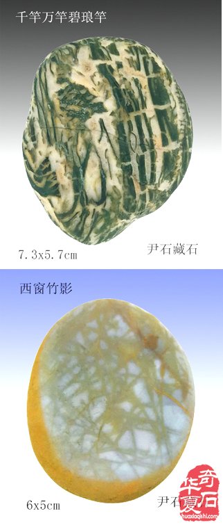 藏石精彩蕴灵性画竹生风四海闻— 记“江南一竹”尹石先生