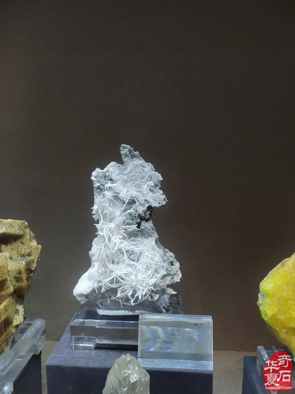洛阳赏石文化活动万里行来到沧州