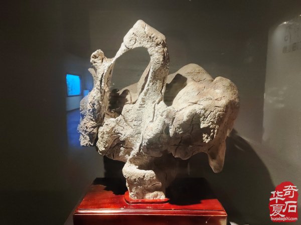 洛阳赏石文化活动万里行来到沧州