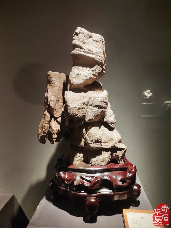 洛阳赏石文化活动万里行来到沧州