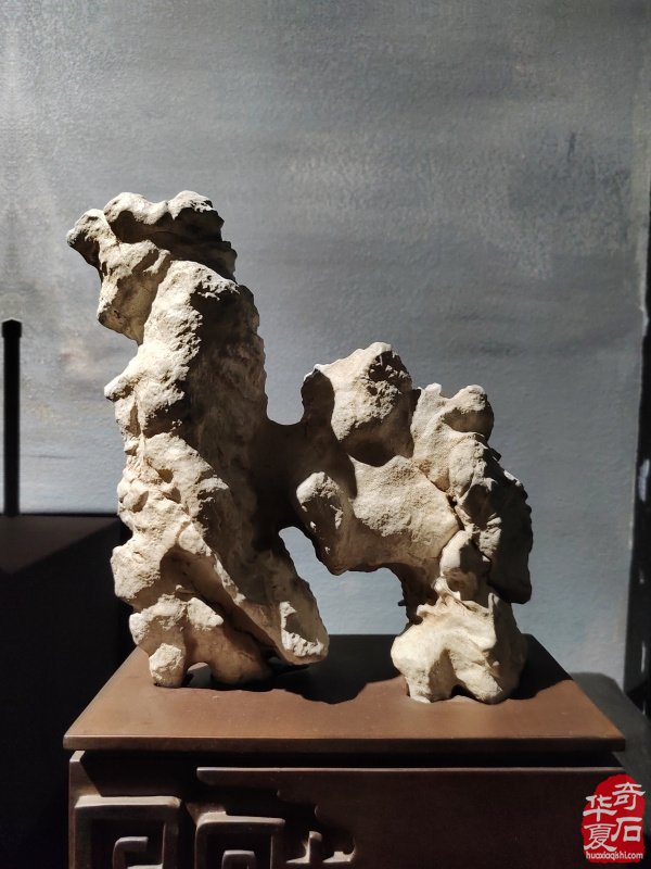 洛阳赏石文化活动万里行来到沧州